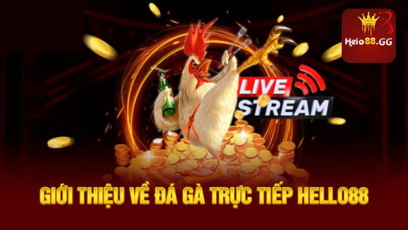 Hướng Dẫn Xem Đá Gà Nhanh Chóng Tại Nhà Cái Hello88 5 Giới thiệu về đá gà trực tiếp Hello88