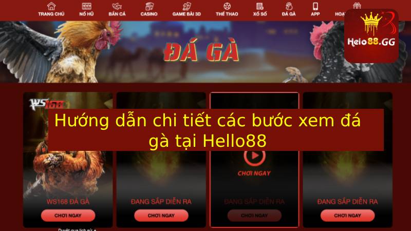 Hướng Dẫn Xem Đá Gà Nhanh Chóng Tại Nhà Cái Hello88 7 Hướng dẫn chi tiết các bước xem đá gà tại Hello88