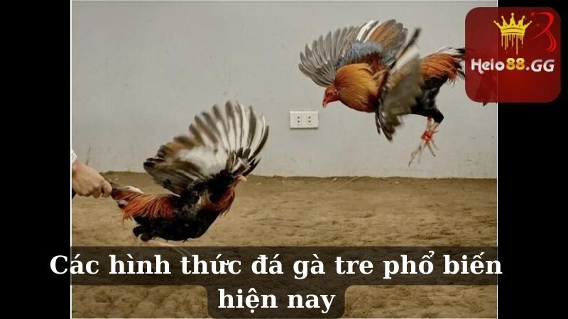 Đá Gà Tre: Những Hình Thức Chơi Phổ Biến Hiện Nay 6 Các hình thức đá gà tre phổ biến hiện nay