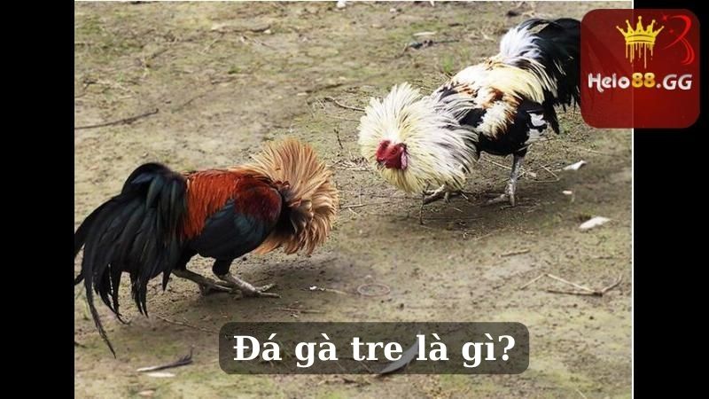 Đá Gà Tre: Những Hình Thức Chơi Phổ Biến Hiện Nay 5 Đá gà tre là gì?