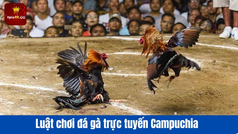 Đá Gà Trực Tuyến Campuchia - Sân Chơi Hấp Dẫn Cho Cược Thủ 5 Luật chơi đá gà trực tuyến Campuchia