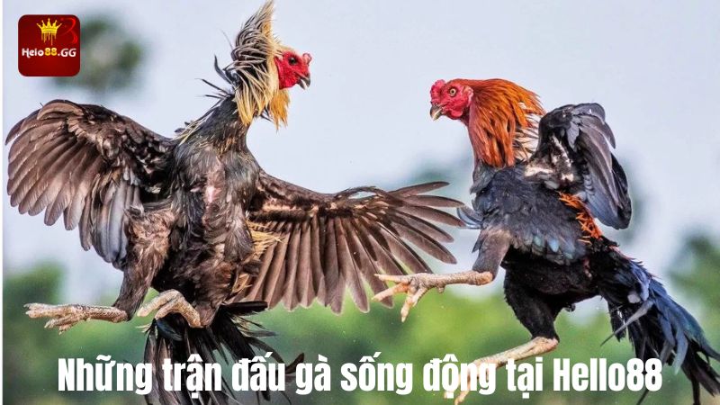 Cá Cược Đá Gà Hello88 - Hội Tụ Các Trận Đấu Đỉnh Cao 6 Những trận đấu gà sống động tại Hello88