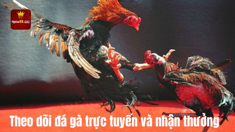 Đá Gà Trực Tuyến Campuchia - Sân Chơi Hấp Dẫn Cho Cược Thủ 7 Theo dõi đá gà trực tuyến và nhận thưởng