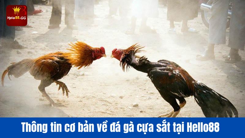 Đá Gà Cựa Sắt - Trải Nghiệm Cá Cược Đá Gà Hấp Dẫn Ở Hello88 5 Thông tin cơ bản về đá gà cựa sắt tại Hello88