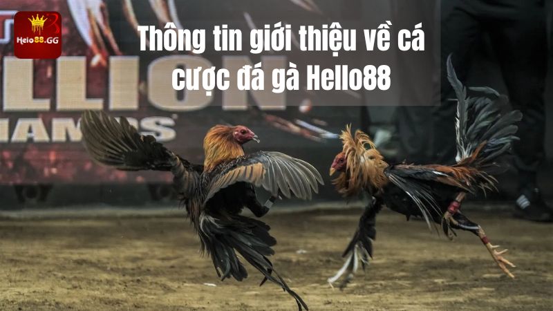 Cá Cược Đá Gà Hello88 - Hội Tụ Các Trận Đấu Đỉnh Cao 5 Thông tin giới thiệu về cá cược đá gà Hello88