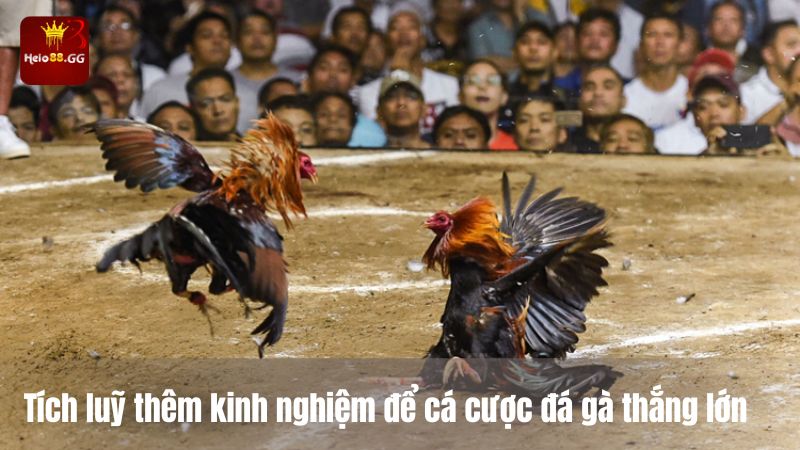 Đá Gà Cựa Sắt - Trải Nghiệm Cá Cược Đá Gà Hấp Dẫn Ở Hello88 7 Tích lũy thêm kinh nghiệm để cá cược đá gà thắng lớn